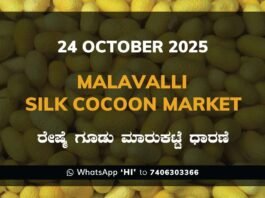 Malavalli Silk Cocoon Market: 24 October 2025 Malavalli Silk Cocoon Market Price Rate ಮಳವಳ್ಳಿ ರೇಷ್ಮೆ ಗೂಡು ಮಾರುಕಟ್ಟೆ ಧಾರಣೆ