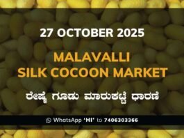 Malavalli Silk Cocoon Market: 27 October 2025 Malavalli Silk Cocoon Market Price Rate ಮಳವಳ್ಳಿ ರೇಷ್ಮೆ ಗೂಡು ಮಾರುಕಟ್ಟೆ ಧಾರಣೆ