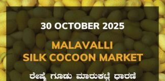 Malavalli Silk Cocoon Market: 30 October 2025 Malavalli Silk Cocoon Market Price Rate ಮಳವಳ್ಳಿ ರೇಷ್ಮೆ ಗೂಡು ಮಾರುಕಟ್ಟೆ ಧಾರಣೆ