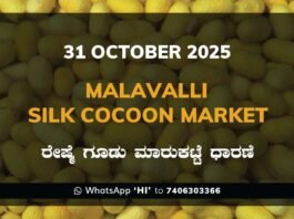 Malavalli Silk Cocoon Market: 31 October 2025 Malavalli Silk Cocoon Market Price Rate ಮಳವಳ್ಳಿ ರೇಷ್ಮೆ ಗೂಡು ಮಾರುಕಟ್ಟೆ ಧಾರಣೆ