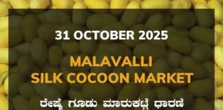 Malavalli Silk Cocoon Market: 31 October 2025 Malavalli Silk Cocoon Market Price Rate ಮಳವಳ್ಳಿ ರೇಷ್ಮೆ ಗೂಡು ಮಾರುಕಟ್ಟೆ ಧಾರಣೆ