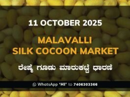 Malavalli Silk Cocoon Market Price Rate ಮಳವಳ್ಳಿ ರೇಷ್ಮೆ ಗೂಡು ಮಾರುಕಟ್ಟೆ ಧಾರಣೆ