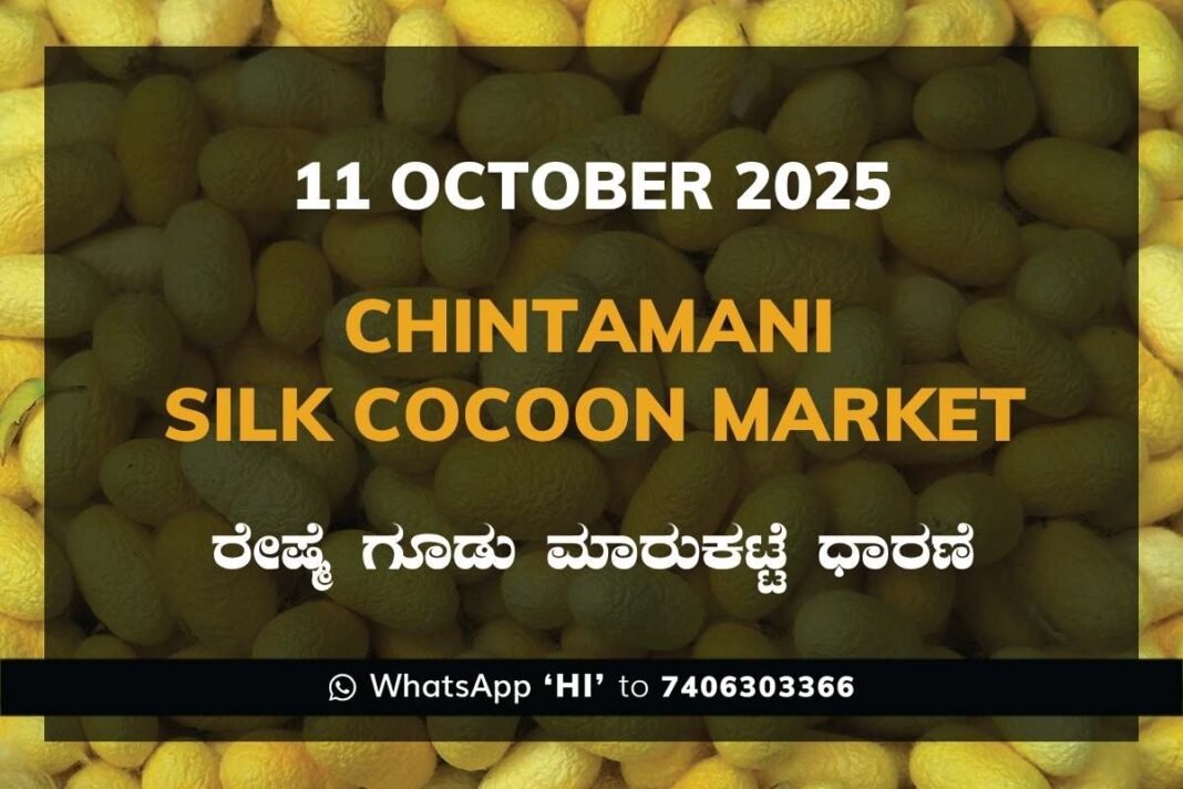 Chintamani Government Silk Cocoon Market Daily Rate Report ಚಿಂತಾಮಣಿ ರೇಷ್ಮೆ ಗೂಡು ಮಾರುಕಟ್ಟೆ ಧಾರಣೆ