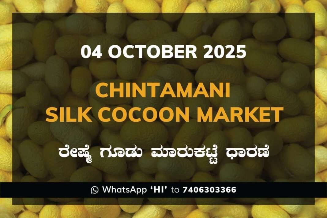 Chintamani Government Silk Cocoon Market Daily Rate Report ಚಿಂತಾಮಣಿ ರೇಷ್ಮೆ ಗೂಡು ಮಾರುಕಟ್ಟೆ ಧಾರಣೆ