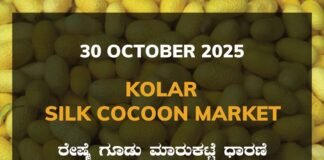 Kolar Silk Cocoon Market: 30 October 2025 Kolar Silk Cocoon Market Price Rate ಕೋಲಾರ ರೇಷ್ಮೆ ಗೂಡು ಮಾರುಕಟ್ಟೆ ಧಾರಣೆ