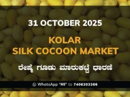 Kolar Silk Cocoon Market: 31 October 2025 Kolar Silk Cocoon Market Price Rate ಕೋಲಾರ ರೇಷ್ಮೆ ಗೂಡು ಮಾರುಕಟ್ಟೆ ಧಾರಣೆ