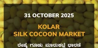 Kolar Silk Cocoon Market: 31 October 2025 Kolar Silk Cocoon Market Price Rate ಕೋಲಾರ ರೇಷ್ಮೆ ಗೂಡು ಮಾರುಕಟ್ಟೆ ಧಾರಣೆ