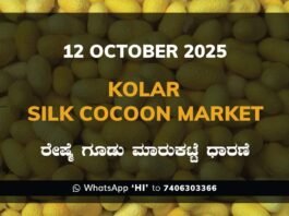 Kolar Silk Cocoon Market Price Rate ಕೋಲಾರ ರೇಷ್ಮೆ ಗೂಡು ಮಾರುಕಟ್ಟೆ ಧಾರಣೆ