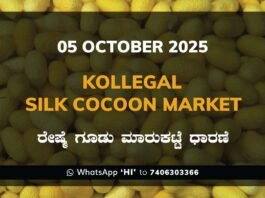 Kollegal Silk Cocoon Market Price Rate ಕೊಳ್ಳೇಗಾಲ ರೇಷ್ಮೆ ಗೂಡು ಮಾರುಕಟ್ಟೆ ಧಾರಣೆ