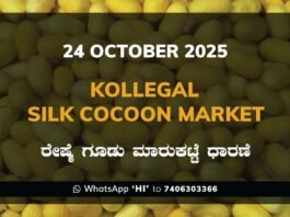 Kollegal Silk Cocoon Market: 24 October 2025 Kollegal Silk Cocoon Market Price Rate ಕೊಳ್ಳೇಗಾಲ ರೇಷ್ಮೆ ಗೂಡು ಮಾರುಕಟ್ಟೆ ಧಾರಣೆ