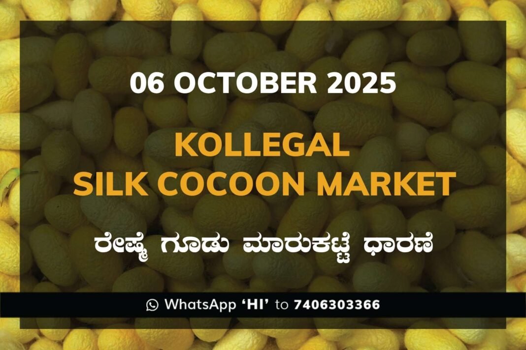 Kollegal Silk Cocoon Market Price Rate ಕೊಳ್ಳೇಗಾಲ ರೇಷ್ಮೆ ಗೂಡು ಮಾರುಕಟ್ಟೆ ಧಾರಣೆ