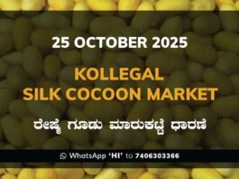 Kollegal Silk Cocoon Market: 25 October 2025 Kollegal Silk Cocoon Market Price Rate ಕೊಳ್ಳೇಗಾಲ ರೇಷ್ಮೆ ಗೂಡು ಮಾರುಕಟ್ಟೆ ಧಾರಣೆ