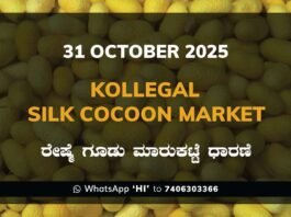 Kollegal Silk Cocoon Market: 31 October 2025 Kollegal Silk Cocoon Market Price Rate ಕೊಳ್ಳೇಗಾಲ ರೇಷ್ಮೆ ಗೂಡು ಮಾರುಕಟ್ಟೆ ಧಾರಣೆ