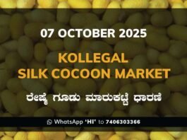 Kollegal Silk Cocoon Market Price Rate ಕೊಳ್ಳೇಗಾಲ ರೇಷ್ಮೆ ಗೂಡು ಮಾರುಕಟ್ಟೆ ಧಾರಣೆ