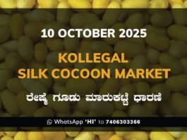 Kollegal Silk Cocoon Market Price Rate ಕೊಳ್ಳೇಗಾಲ ರೇಷ್ಮೆ ಗೂಡು ಮಾರುಕಟ್ಟೆ ಧಾರಣೆ