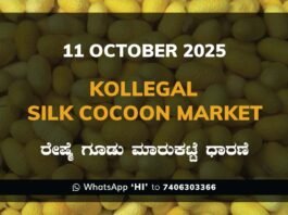 Kollegal Silk Cocoon Market Price Rate ಕೊಳ್ಳೇಗಾಲ ರೇಷ್ಮೆ ಗೂಡು ಮಾರುಕಟ್ಟೆ ಧಾರಣೆ