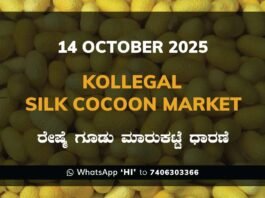 Kollegal Silk Cocoon Market Price Rate ಕೊಳ್ಳೇಗಾಲ ರೇಷ್ಮೆ ಗೂಡು ಮಾರುಕಟ್ಟೆ ಧಾರಣೆ