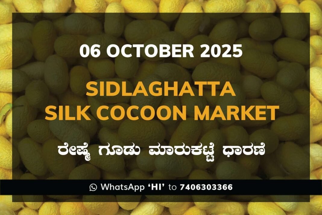 Sidlaghatta Government Silk Cocoon Market Daily Rate Report ಶಿಡ್ಲಘಟ್ಟ ರೇಷ್ಮೆ ಗೂಡು ಮಾರುಕಟ್ಟೆ ಧಾರಣೆ