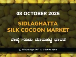 Sidlaghatta Government Silk Cocoon Market Daily Rate Report ಶಿಡ್ಲಘಟ್ಟ ರೇಷ್ಮೆ ಗೂಡು ಮಾರುಕಟ್ಟೆ ಧಾರಣೆ
