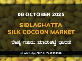 Sidlaghatta Government Silk Cocoon Market Daily Rate Report ಶಿಡ್ಲಘಟ್ಟ ರೇಷ್ಮೆ ಗೂಡು ಮಾರುಕಟ್ಟೆ ಧಾರಣೆ