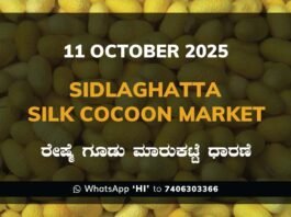 Sidlaghatta Government Silk Cocoon Market Daily Rate Report ಶಿಡ್ಲಘಟ್ಟ ರೇಷ್ಮೆ ಗೂಡು ಮಾರುಕಟ್ಟೆ ಧಾರಣೆ
