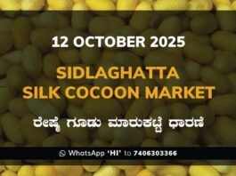 Sidlaghatta Government Silk Cocoon Market Daily Rate Report ಶಿಡ್ಲಘಟ್ಟ ರೇಷ್ಮೆ ಗೂಡು ಮಾರುಕಟ್ಟೆ ಧಾರಣೆ