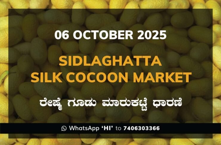 Sidlaghatta Government Silk Cocoon Market Daily Rate Report ಶಿಡ್ಲಘಟ್ಟ ರೇಷ್ಮೆ ಗೂಡು ಮಾರುಕಟ್ಟೆ ಧಾರಣೆ