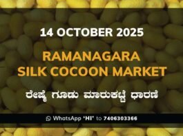 Ramanagara Silk Cocoon Market ರಾಮನಗರ ರೇಷ್ಮೆ ಗೂಡು ಮಾರುಕಟ್ಟೆ ಧಾರಣೆ