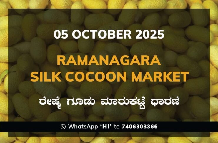 Ramanagara Silk Cocoon Market ರಾಮನಗರ ರೇಷ್ಮೆ ಗೂಡು ಮಾರುಕಟ್ಟೆ ಧಾರಣೆ