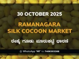 Ramanagara Silk Cocoon Market ರಾಮನಗರ ರೇಷ್ಮೆ ಗೂಡು ಮಾರುಕಟ್ಟೆ ಧಾರಣೆ