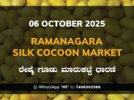Ramanagara Silk Cocoon Market ರಾಮನಗರ ರೇಷ್ಮೆ ಗೂಡು ಮಾರುಕಟ್ಟೆ ಧಾರಣೆ