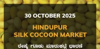 Hindupur Silk Cocoon Market: 30 October 2025 Hindupur Government Silk Cocoon Market Daily Rate Report ಹಿಂದೂಪುರ ರೇಷ್ಮೆ ಗೂಡು ಮಾರುಕಟ್ಟೆ ಧಾರಣೆ