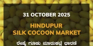 Hindupur Silk Cocoon Market: 31 October 2025 Hindupur Government Silk Cocoon Market Daily Rate Report ಹಿಂದೂಪುರ ರೇಷ್ಮೆ ಗೂಡು ಮಾರುಕಟ್ಟೆ ಧಾರಣೆ