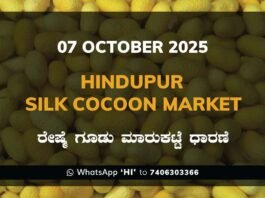 Hindupur Government Silk Cocoon Market Daily Rate Report ಹಿಂದೂಪುರ ರೇಷ್ಮೆ ಗೂಡು ಮಾರುಕಟ್ಟೆ ಧಾರಣೆ