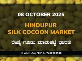 Hindupur Government Silk Cocoon Market Daily Rate Report ಹಿಂದೂಪುರ ರೇಷ್ಮೆ ಗೂಡು ಮಾರುಕಟ್ಟೆ ಧಾರಣೆ