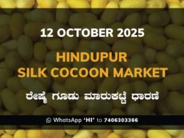 Hindupur Government Silk Cocoon Market Daily Rate Report ಹಿಂದೂಪುರ ರೇಷ್ಮೆ ಗೂಡು ಮಾರುಕಟ್ಟೆ ಧಾರಣೆ