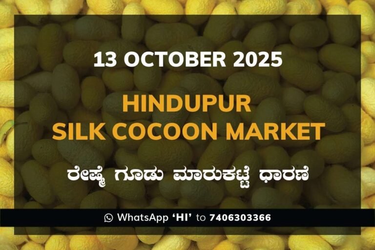 Hindupur Government Silk Cocoon Market Daily Rate Report ಹಿಂದೂಪುರ ರೇಷ್ಮೆ ಗೂಡು ಮಾರುಕಟ್ಟೆ ಧಾರಣೆ