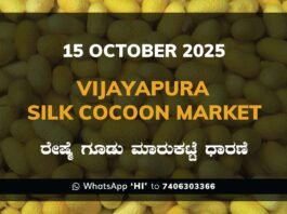 Vijayapura Silk Cocoon Market: 15 October 2025 Vijayapura Government Silk Cocoon Market Daily Rate Report ವಿಜಯಪುರ ರೇಷ್ಮೆ ಗೂಡು ಮಾರುಕಟ್ಟೆ ಧಾರಣೆ