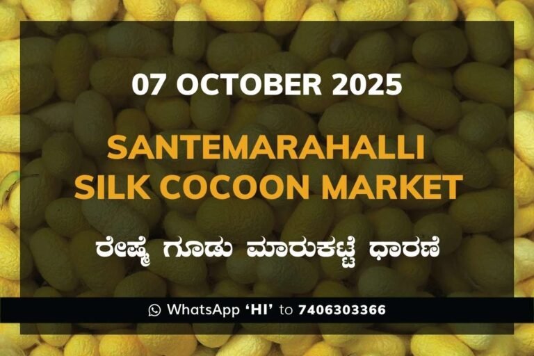 Santemarahalli (SM Halli) Government Silk Cocoon Market Daily Rate Report ಸಂತೇಮರಹಳ್ಳಿ ರೇಷ್ಮೆ ಗೂಡು ಮಾರುಕಟ್ಟೆ ಧಾರಣೆ