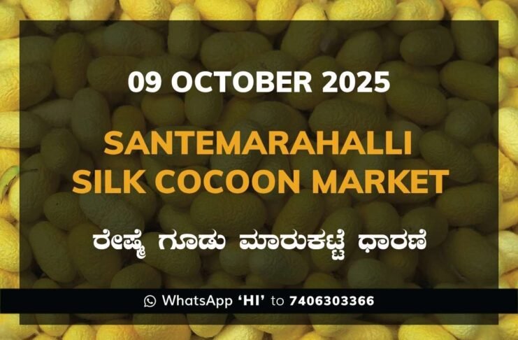 Santemarahalli (SM Halli) Government Silk Cocoon Market Daily Rate Report ಸಂತೇಮರಹಳ್ಳಿ ರೇಷ್ಮೆ ಗೂಡು ಮಾರುಕಟ್ಟೆ ಧಾರಣೆ