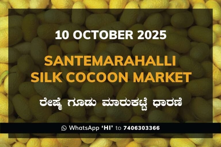 Santemarahalli (SM Halli) Government Silk Cocoon Market Daily Rate Report ಸಂತೇಮರಹಳ್ಳಿ ರೇಷ್ಮೆ ಗೂಡು ಮಾರುಕಟ್ಟೆ ಧಾರಣೆ