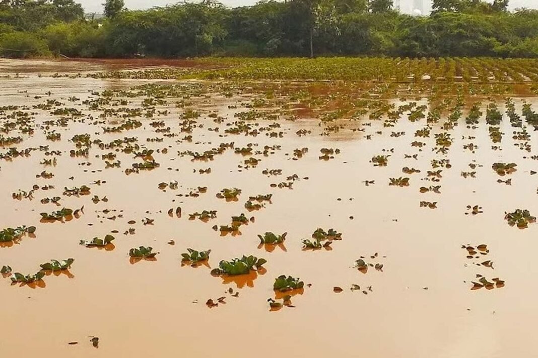 Crop damage compensation to farmers in 30 days