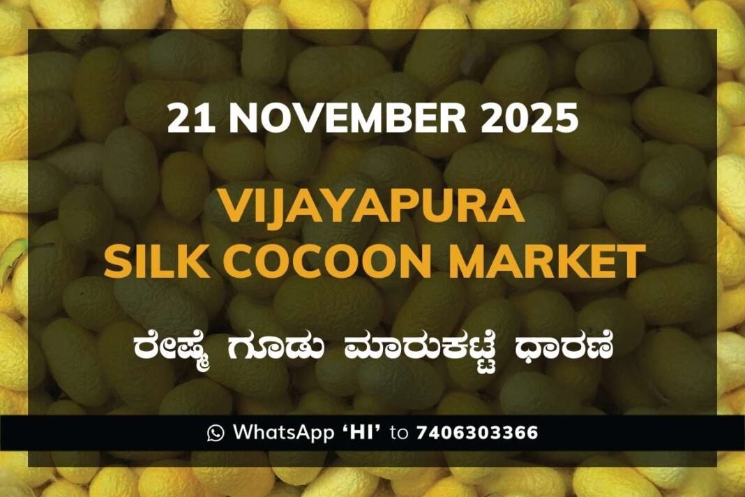 Vijayapura Government Silk Cocoon Market Daily Rate Report ವಿಜಯಪುರ ರೇಷ್ಮೆ ಗೂಡು ಮಾರುಕಟ್ಟೆ ಧಾರಣೆ