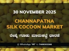 Channapatna Silk Cocoon Market Price Rate ಚನ್ನಪಟ್ಟಣ ರೇಷ್ಮೆ ಗೂಡು ಮಾರುಕಟ್ಟೆ ಧಾರಣೆ