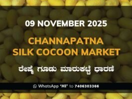 Channapatna Silk Cocoon Market Price Rate ಚನ್ನಪಟ್ಟಣ ರೇಷ್ಮೆ ಗೂಡು ಮಾರುಕಟ್ಟೆ ಧಾರಣೆ