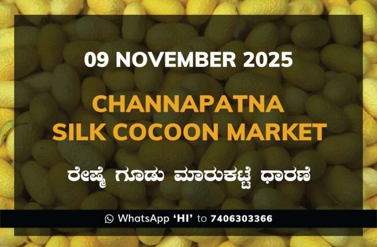Channapatna Silk Cocoon Market Price Rate ಚನ್ನಪಟ್ಟಣ ರೇಷ್ಮೆ ಗೂಡು ಮಾರುಕಟ್ಟೆ ಧಾರಣೆ