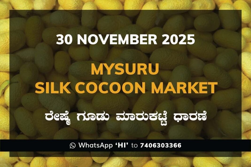 Mysuru Government Silk Cocoon Market Daily Rate Report ಮೈಸೂರು ರೇಷ್ಮೆ ಗೂಡು ಮಾರುಕಟ್ಟೆ ಧಾರಣೆ