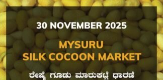 Mysuru Silk Cocoon Market: 30 November 2025 Mysuru Government Silk Cocoon Market Daily Rate Report ಮೈಸೂರು ರೇಷ್ಮೆ ಗೂಡು ಮಾರುಕಟ್ಟೆ ಧಾರಣೆ