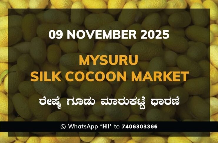 Mysuru Government Silk Cocoon Market Daily Rate Report ಮೈಸೂರು ರೇಷ್ಮೆ ಗೂಡು ಮಾರುಕಟ್ಟೆ ಧಾರಣೆ