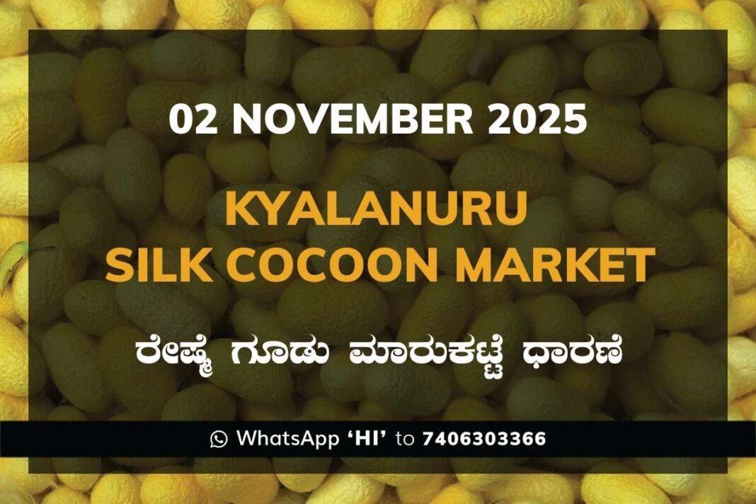 Kyalanur Government Silk Cocoon Market Daily Rate Report ಕ್ಯಾಲನೂರು ರೇಷ್ಮೆ ಗೂಡು ಮಾರುಕಟ್ಟೆ ಧಾರಣೆ